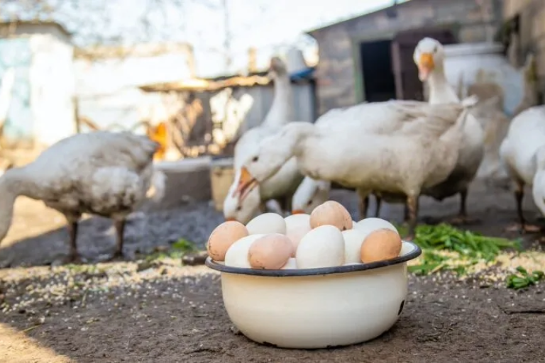 From Hatch to Harvest: A Look Inside Our Poultry Farm