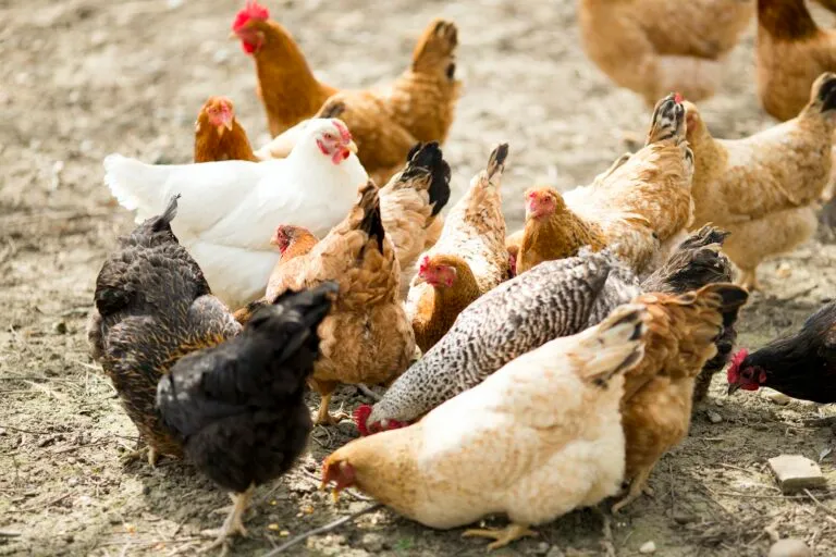 5 Tips for Raising Healthy, Happy Chickens